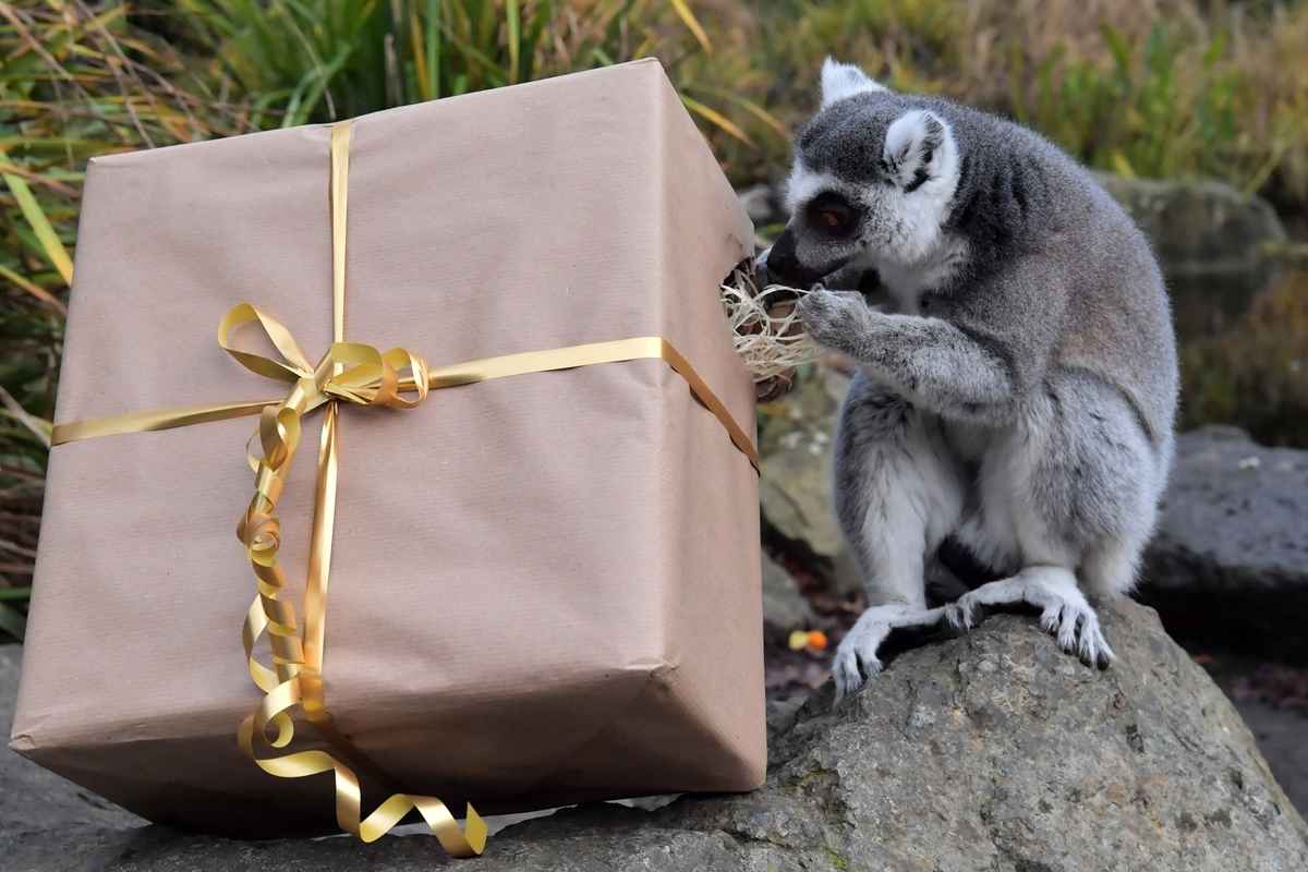 2024年12月23日,法國拉弗萊什動物園(La Fleche Zoo),一隻環尾狐猴正在努力拆封裝著美食的聖誕禮物。(Jean-François Monier/AFP via Getty Images)