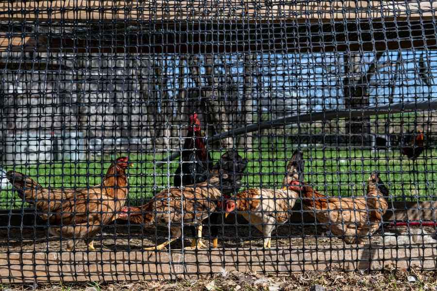 美國爆禽流感 德州一養殖場將撲殺近200萬隻雞