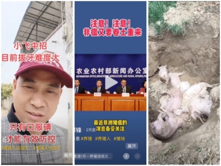 大陸多省非洲豬瘟爆發,養豬戶損失慘重,其中河南的一名養豬戶表示,在非洲豬瘟爆發第七天,還在活埋、消毒非瘟豬。(影片截圖/大紀元合成)