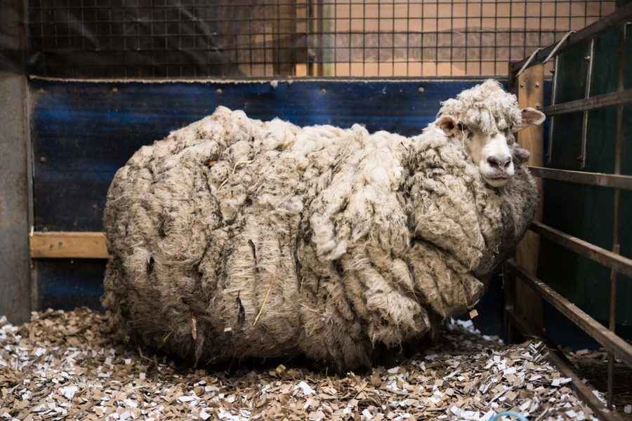 身背26公斤羊毛命危 澳流浪綿羊幸運獲救