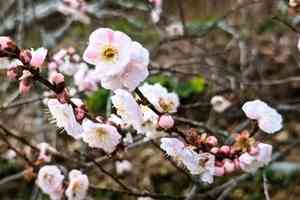 小寒物候禮俗展現中華精神 節氣補冬最是時候！