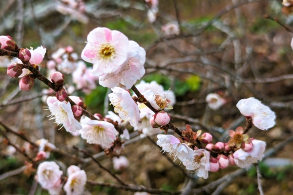 小寒物候禮俗展現中華精神 節氣補冬最是時候！