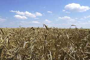 河南6名網民發小麥收割被延誤影片被處罰 兩人被行拘