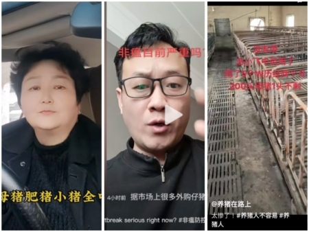 大陸爆發非洲豬瘟,從左至右為河南養豬戶緊急通知同行注意消毒;山西的一名養豬戶談非瘟情況;河南一名養豬戶正遭遇非瘟,已全軍覆滅。(影片截圖/大紀元合成)