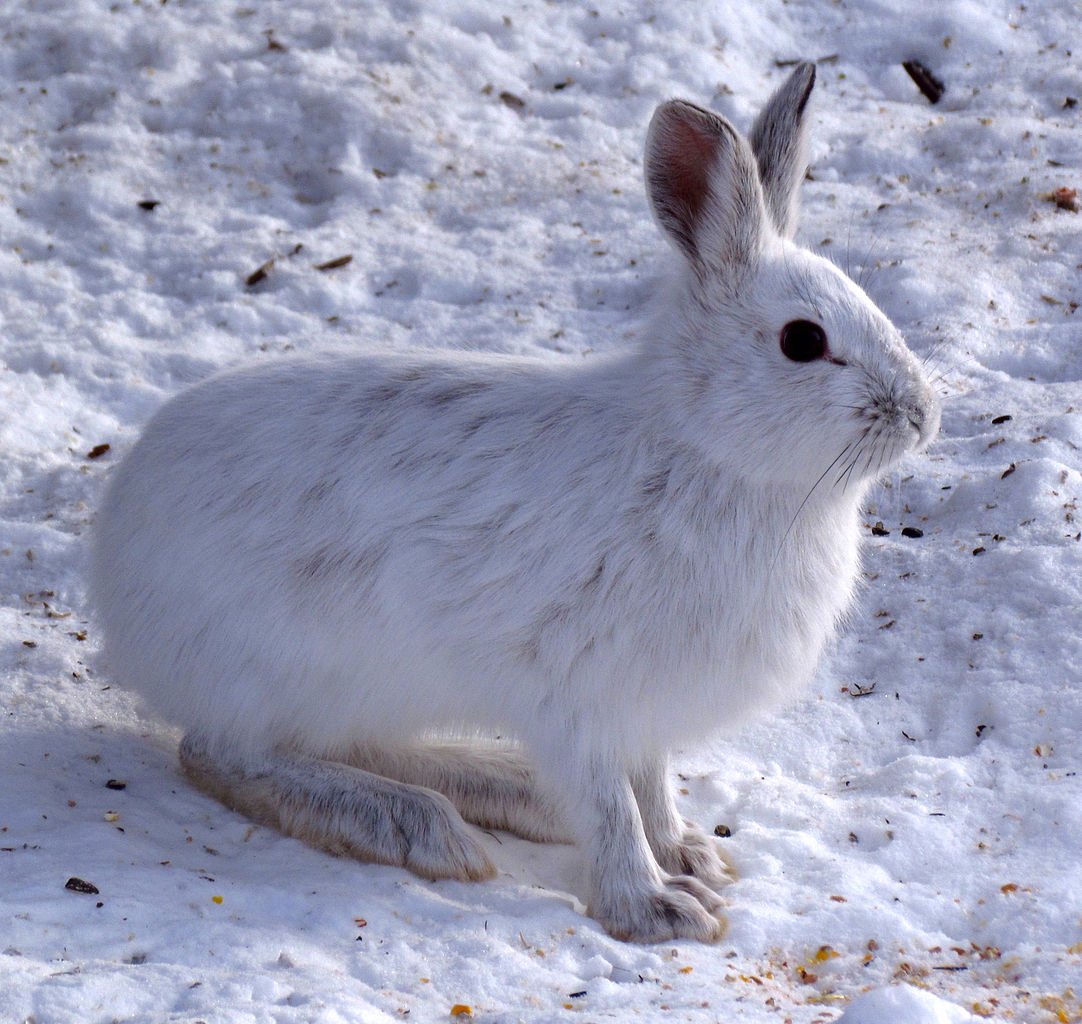 北美洲的雪鞋兔行為和大腦的化學變化與人類的創傷後遺症相似。（D. Gordon E. Robertson/Wikimedia Commons）