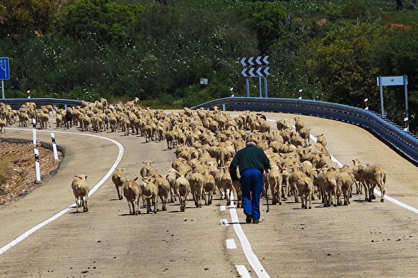 美國牧羊人領2500隻綿羊過馬路 數百民眾圍觀