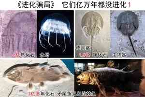 進化騙局（4） 「爪哇猿人Ⅱ」