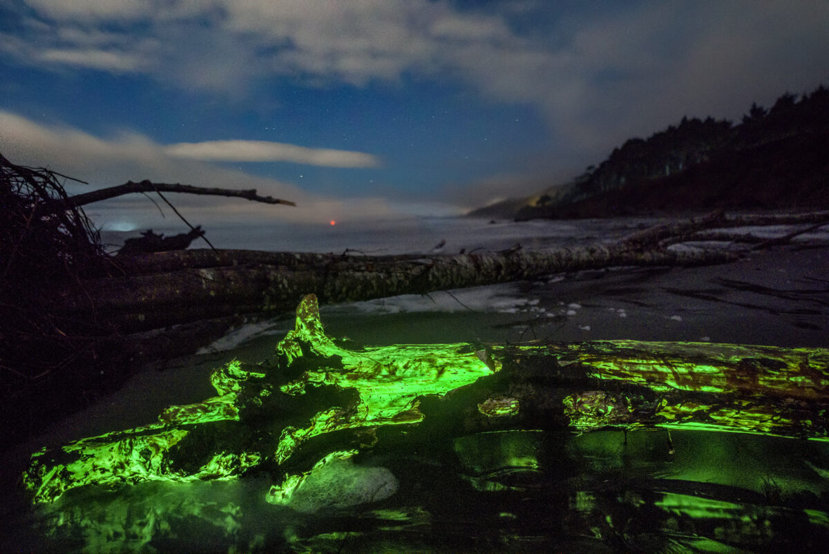 美國華盛頓州一位攝影師日前拍到發光真菌附著在附近的浮木上，使其呈現一片螢光綠的壯觀景象。（Mathew Nichols Photography提供）