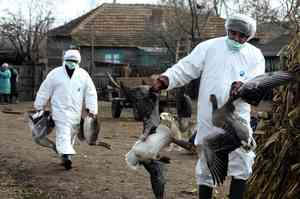 澳洲確認首例哺乳動物感染H5N1禽流感