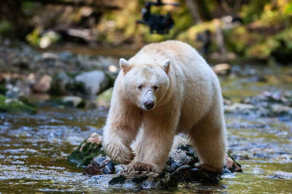 美國密歇根州的野外監視器首次拍到一頭擁有白毛的柯莫德熊。圖為加拿大卑詩省的一頭柯莫德熊，與本文無關。（Shutterstock）