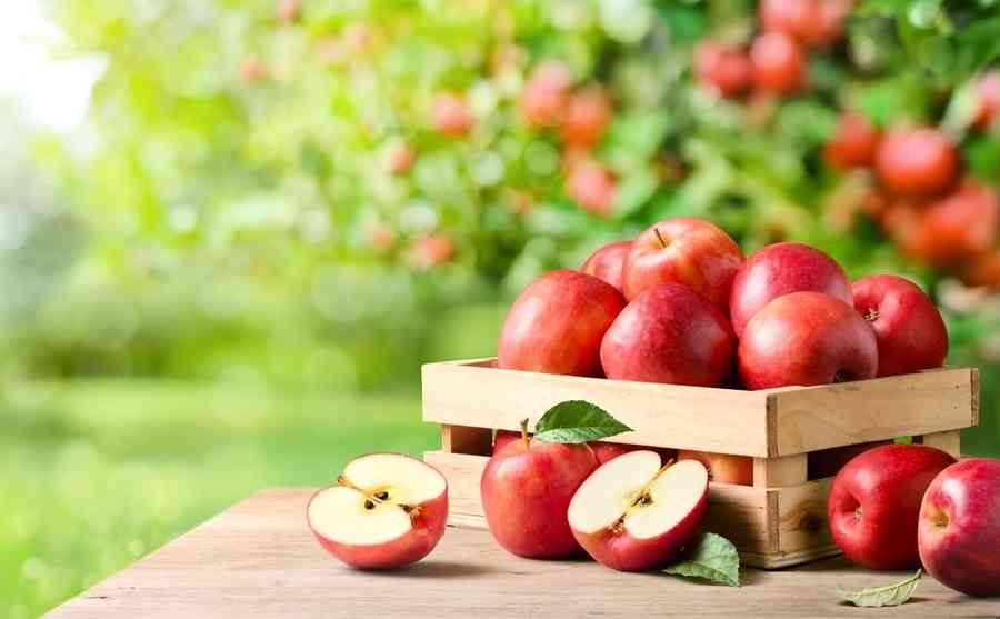 順著春天的節奏吃 丙午年的蘋果養生觀