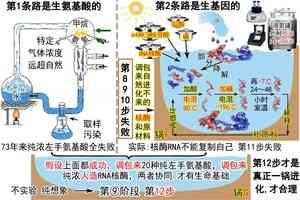 進化騙局（26） 一鍋合理 自曝無理