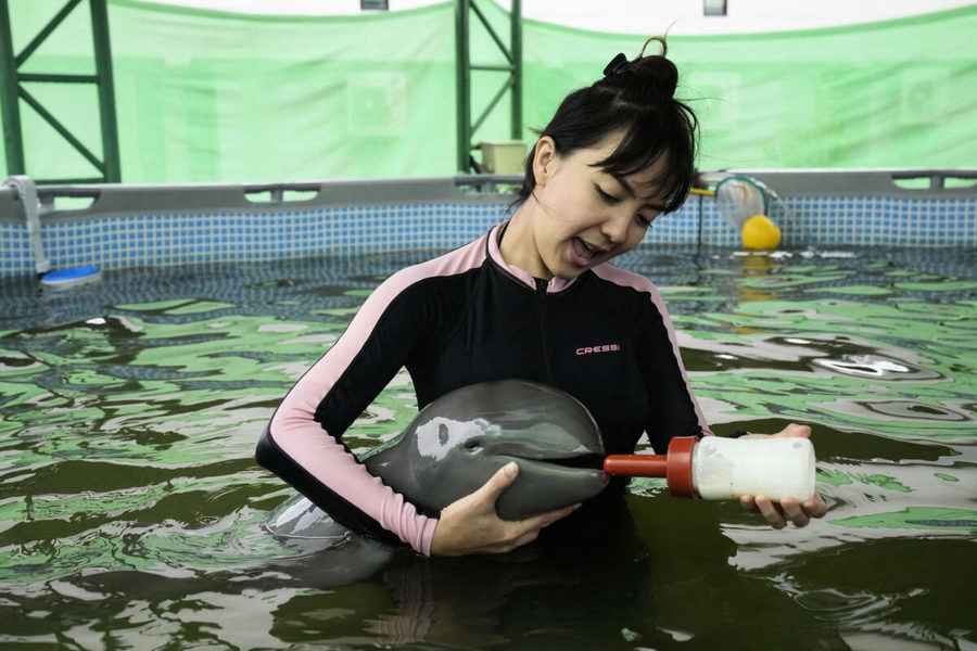 泰國瀕危小海豚擱淺 緊急救援牽動眾人心（影片）