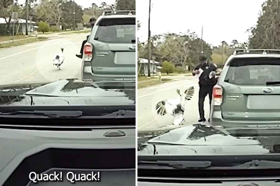 搞笑影片：一隻火雞攻擊了正在執勤的交警