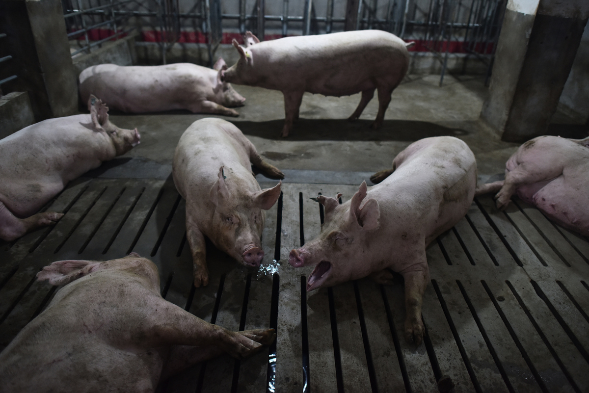 河南一處養豬場。（GREG BAKER/AFP）