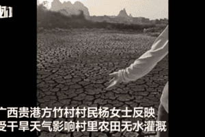 廣西持續乾旱 魚被晒乾 農田龜裂如拳頭大