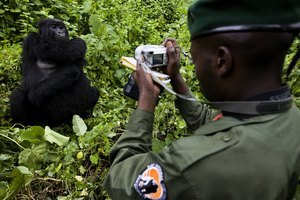 剛果大猩猩學人自拍 背後有故事