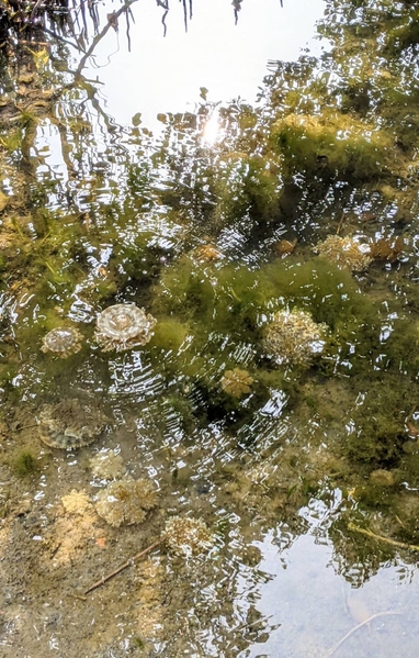 台灣水母湖近日色彩繽紛的水母大爆發數量約8萬至10萬隻。（攝影師、手機獵人宋永泰提供）
