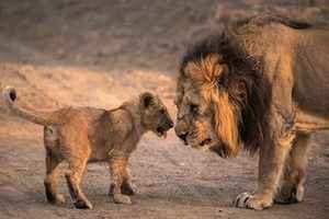 南非雄獅在打盹 小獅子把牠的尾巴當玩具