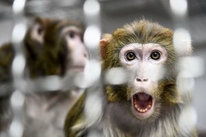 猴子被植入人類基因 中國研究再引倫理批評