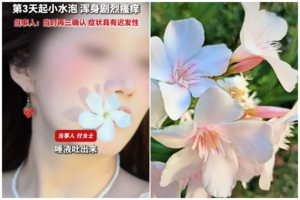 福建女生口含夾竹桃拍照 2天後現中毒反應