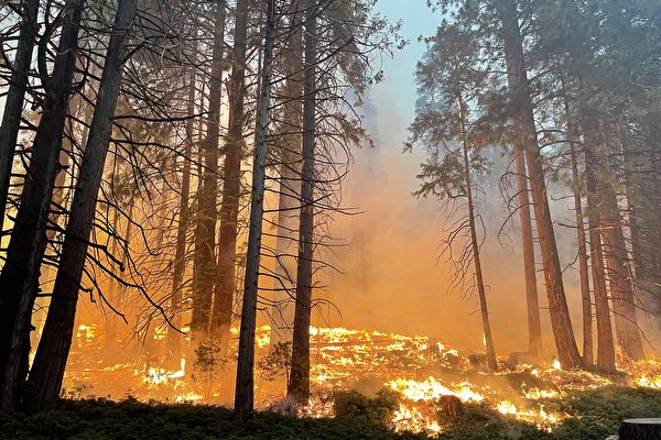 截至7月24日，加州優勝美地國家公園附近的野火已導致大約6000居民撤離。圖為2022年7月11日，在優勝美地國家公園的南入口附近的火災。（National Park Service via Getty Images）