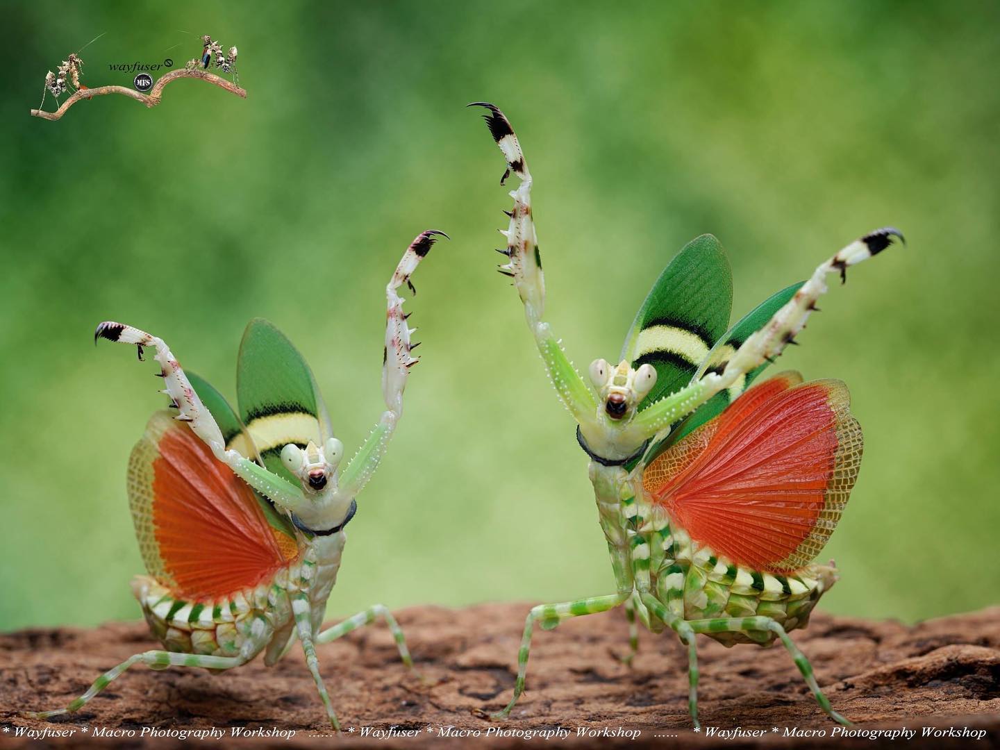 93+ 图片 螳螂 新的 20 //i.epochtimes.com/assets/uploads/2023/08/id14052300-Pang-Way-mantis-theopropus-elegans.jpg: 圖輯】微距鏡頭下的螳螂展現「各式舞姿」|大紀元時報香港|獨立敢言的良心媒體