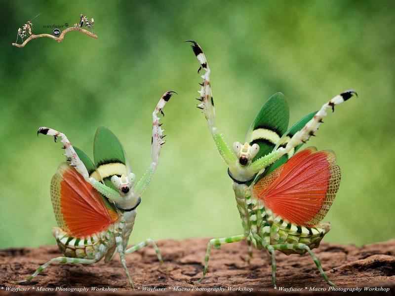 【圖輯】微距鏡頭下的螳螂 展現「各式舞姿」