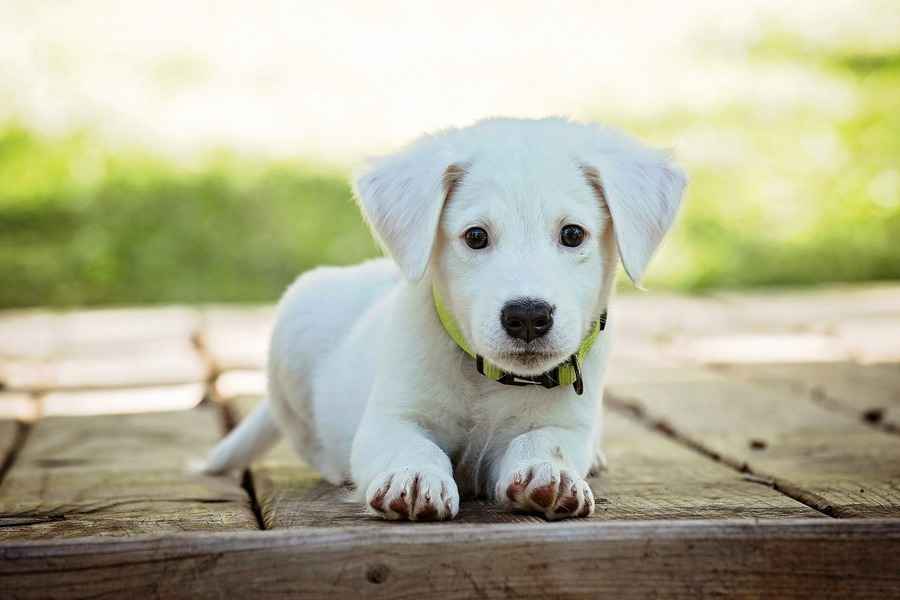 小狗能活多久？ 哪個品種的壽命最長？