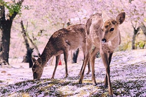 日本奈良鹿賞櫻花 美麗景致在網上爆紅