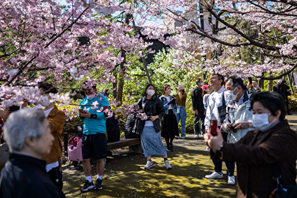 2023年3月19日，日本東京，遊客觀賞盛開的櫻花。（Yuichi Yamazaki/AFP）
