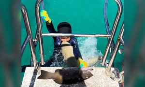 澳洲8歲男童捕魚時遭鯊魚突襲咬胸