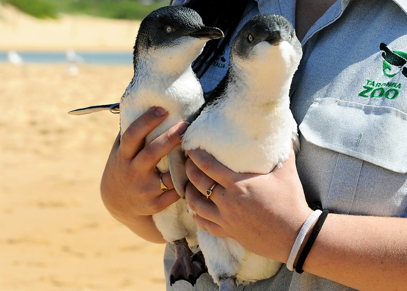 澳洲兩隻小企鵝互相依偎 暖人心房