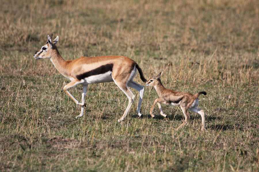為了救幼崽 羚羊媽媽單挑非洲最大的猛禽類