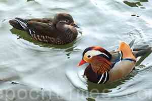 不羨鴛鴦只羨仙——讀《柳毅傳》