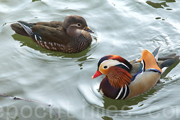 不羨鴛鴦只羨仙——讀《柳毅傳》