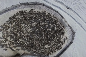 俄羅斯馴鹿集體繞圓圈 空拍畫面令人驚嘆