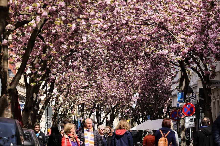 【圖輯】德國櫻花盛開 遊客湧入波恩櫻花巷