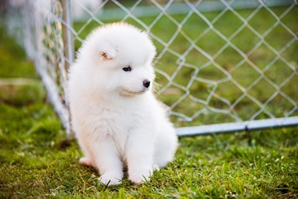 幼年的薩摩耶犬長相十分療癒，簡直是迷你版的北極熊。（Shutterstock）