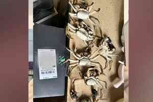 廣州買家AI合成死蟹影片騙退款 被行拘8日