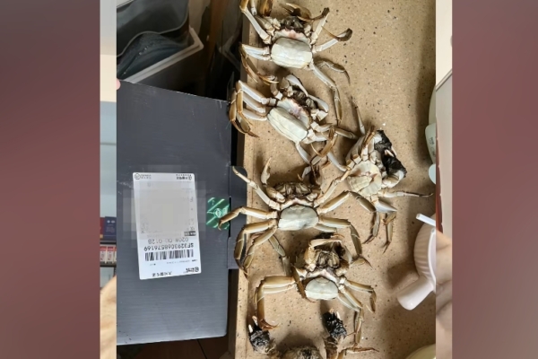 廣州買家AI合成死蟹影片騙退款 被行拘8日