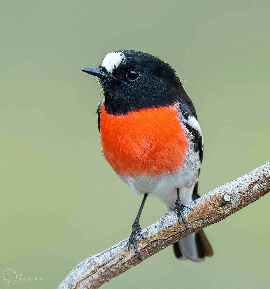 緋紅鴝鶲（Scarlet robin）。（迪帕克‧庫馬爾提供）