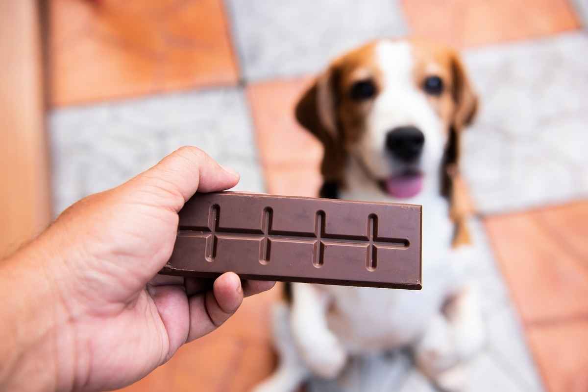 小狗不能吃朱古力，千萬不要拿朱古力給牠們吃。（Shutterstock）