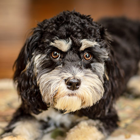 可卡波犬是雜交犬，牠足夠聰明，就算新手飼主也能輕鬆照顧好。（Shutterstock）
