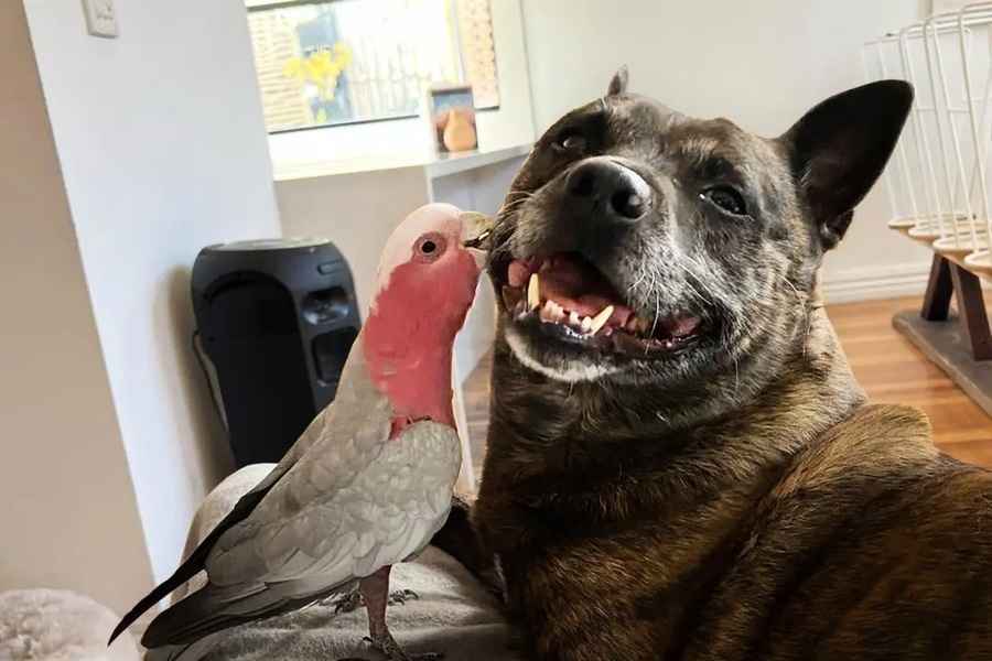 狗狗幫拯救受傷的鳳頭鸚鵡 它們成親密朋友