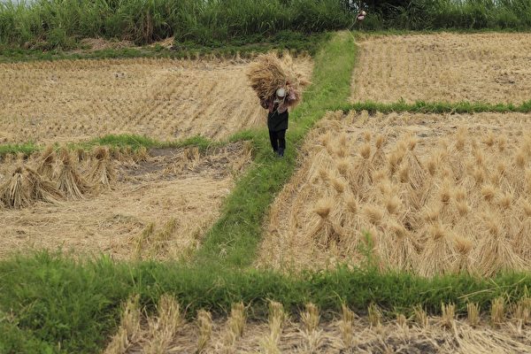 「糧倉」受重創 農民絕望 中國糧食安全堪憂