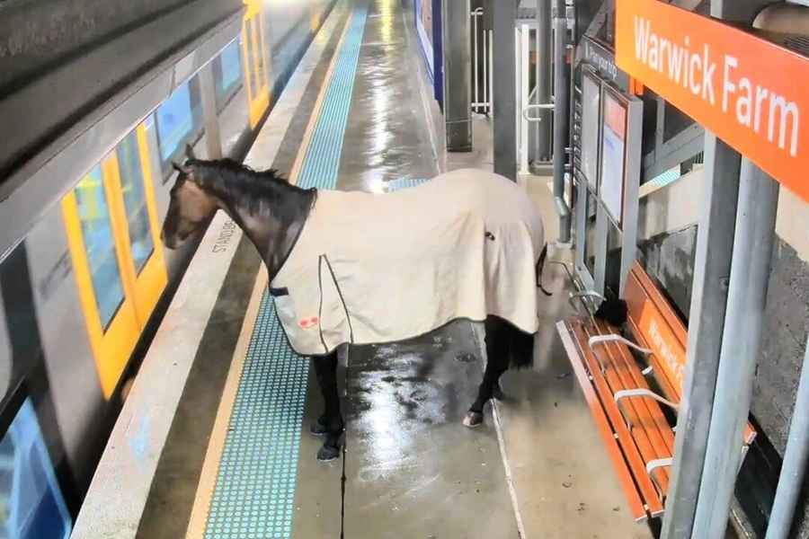 悉尼馬匹躲避暴雨  衝入車站等上火車（有片）