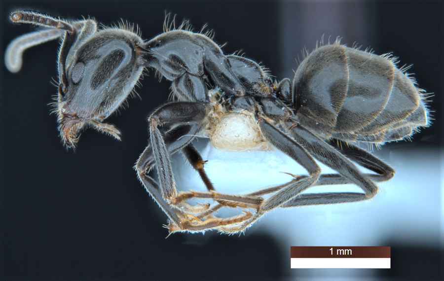澳洲發現139種新物種 含會保護蝴蝶幼蟲的螞蟻