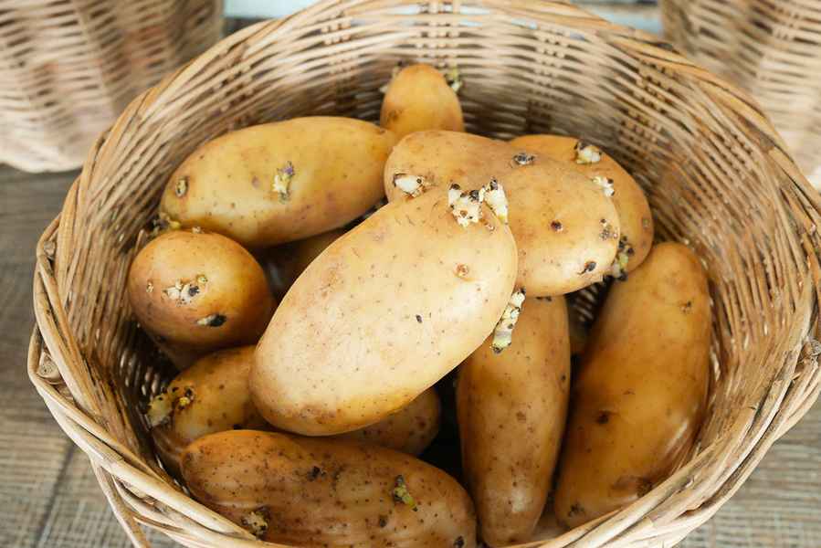 發芽或綠色馬鈴薯是否能吃？專家解答