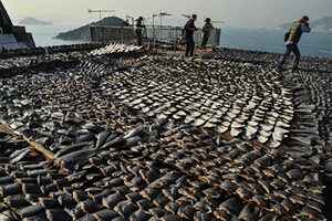 美眾院通過法案禁魚翅交易 遏制非法捕撈
